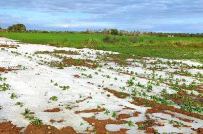 Maltempo nel Salento, grandinata killer distrugge patate e verdure 