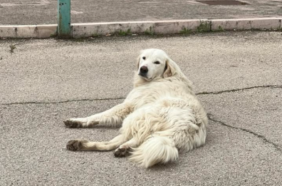 Borgo Mezzanone, tre cani morti per avvelenamento in due giorni: l'allarme dell'assessora Valente