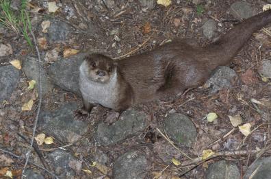 Manfredonia, lontra senza vita trovata vicino all'Oasi Laguna del Re: è stata investita