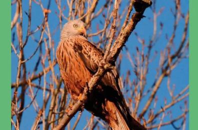 Nel Parco del Pollino 118 specie di uccelli nidificanti