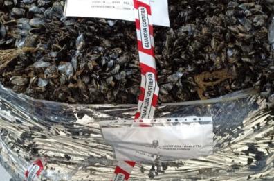 Barletta, sequestrati 1800 kg di cozze: erano senza tracciabilità 