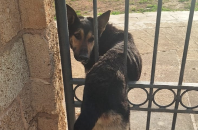 Porto Selvaggio, cane randagio troppo curioso rimane incastrato in un cancello: liberato dopo ore