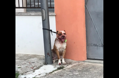 Merine di Lizzanello, pitbull uccide due gatti e un barboncino: il padrone del cane finisce in ospedale