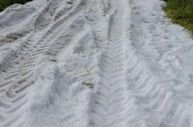 Violenta grandinata nel Foggiano: campagne imbiancate, chicchi grandi come palle da ping pong