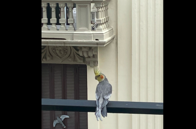Bari, all'Umbertino un pappagallo è immortalato sulla balaustra di un balcone: si cerca il proprietario 