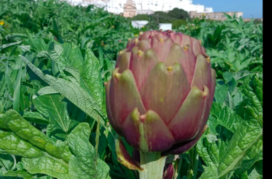 Ostuni, rubati migliaia di ortaggi alla cooperativa Bio Solequo