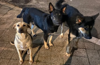 Taranto tra cani randagi e strade manutenute male:  così non va, i cittadini bocciano il Municipio