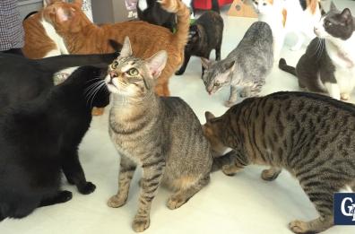 Brindisi, benvenuti nel Paradiso di zio Ray: il primo parco giochi d'Italia dedicato ai gatti