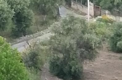 Bari, è ancora emergenza cinghiali: avvistati anche a Ceglie
