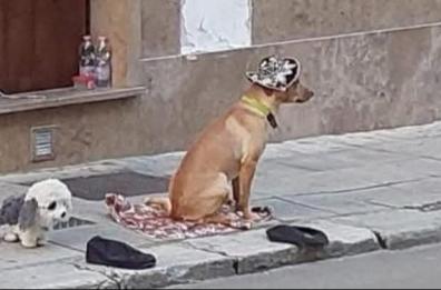 Lecce, cane maltrattato da un clochard: la petizione per salvarlo supera le 15mila firme in 2 giorni