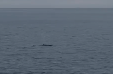Avvistata una balena al largo di Otranto, spettatori increduli: «Mai vista una cosa simile»