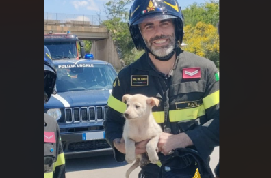 Rutigliano, cuccioli intrappolati in un tombino: salvati dai Vigili del Fuoco