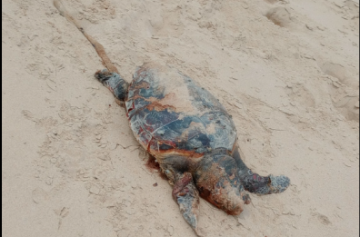 Castellaneta Marina, sulla spiaggia spuntano carcasse di tartarughe Caretta Caretta: abbandonate dai pescatori