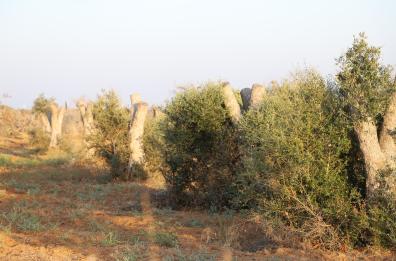 Nel Parco delle Dune costiere centinaia di ulivi colpiti da Xylella riprendono a produrre olive