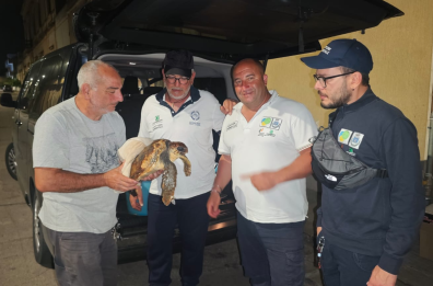 Porto Cesareo, salvata giovane tartaruga Caretta Caretta ferita da un amo
