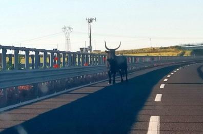 Toro in autostrada semina il panico: chiuso tratto della A14 tra Mottola e Taranto, riaperto in mattinata