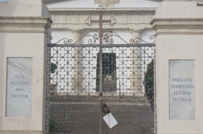 Ugento, testa di maiale alle porte del cimitero con minacce al pregiudicato: «Sarà la tua prossima casa»
