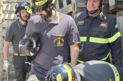 Sammichele di Bari, cuccioli di cane restano incastrati tra i pannelli anti rumore della stazione: salvati dai vvf