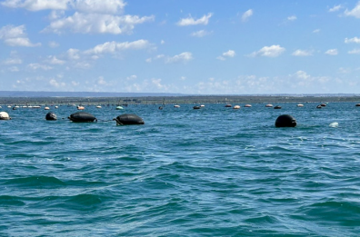 L'allarme dei miticoltori: «Dite addio alle cozze di Taranto almeno per i prossimi 10 anni»