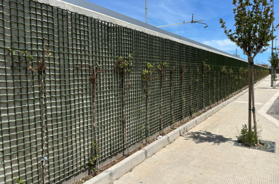 Barletta, la denuncia di Legambiente: «Quelle piante stanno morendo». Errori nella cura del verde