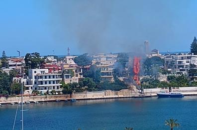 Brindisi, una palma prende fuoco sul litorale: sul posto i vigili del fuoco 