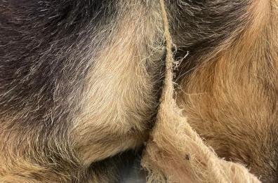 Santeramo, due cagnoline legate con una corda al collo salvate dai volontari