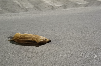 Cuccioli di cinghiale trovati morti vicino al Pronto Soccorso del San Paolo: l’appello per la sicurezza stradale