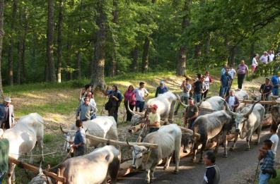 Accettura, buoi sulla folla alla Festa del Maggio: 4 feriti, gli animali erano spaventati