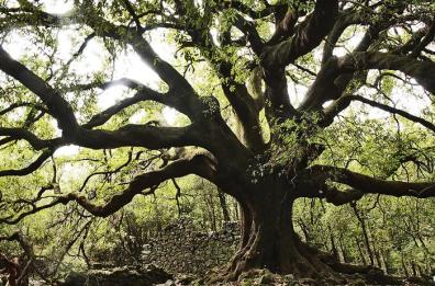 Alberi monumentali  d'Italia,  in Puglia sono 216 i «patriarchi verdi»
