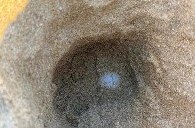 In Salento sono arrivate le tartarughe marine: trovato il primo nido a Ugento