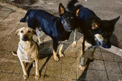 Canile di Lecce, no allo sfruttamento degli animali: si discute la modifica al regolamento