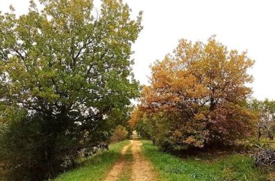 Corato, una passeggiata di sera al bosco di Scoparello aspettando il Secolar Festival