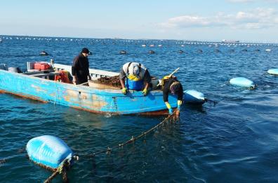 Taranto, rubate reste di mitili: un danno per le sperimentazioni in corso di mitilicoltura 