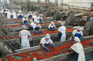 Foggia, alla Princes 800 nuove assunzioni per la campagna del pomodoro
