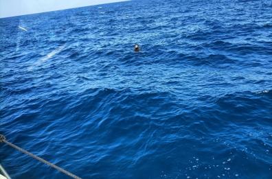 Marina di Novaglie, scattano le ricerche per un sub disperso in mare: ritrovato vivo 