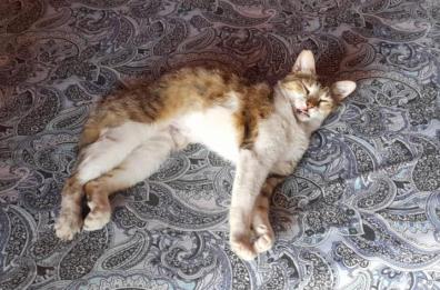 I gatti dormono sul fianco sinistro per istinto di sopravvivenza: la ricerca dell'Università di Bari