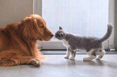 Quando Fido e Micio hanno il mal di pancia