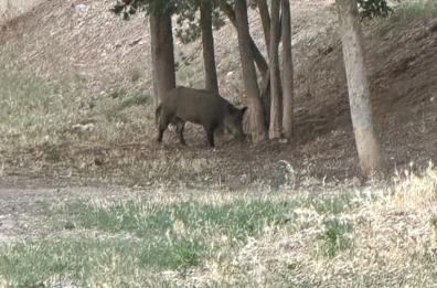 Cinghiali a spasso a Gravina: polizia e carabinieri chiudono il parco