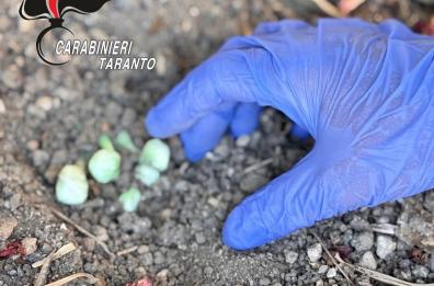 Talsano, spacciava droga in piazza davanti ai bambini nascondendola nel terreno: arrestato 36enne 