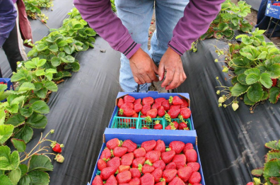 Corsa contro il tempo della Basilicata: «Puntiamo a salvare l’ortofrutta lucana»