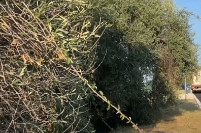 Xylella, ulivi infetti nelle campagne di Bisceglie, oggi saranno abbattuti. Il comitato: troppo tardi
