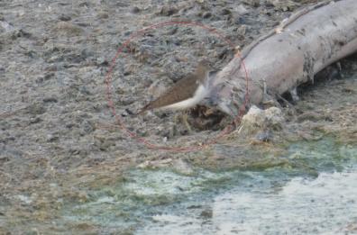 Bari, avvistato un esemplare di Piro Piro sul lungomare: ha nidificato
