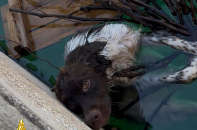Noicattaro, cane cade in una vasca per la raccolta dell'acqua piovana: salvato dai vigili del fuoco