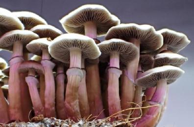 Medicina, da un fungo allucinogeno arriva la speranza contro la depressione resistente 