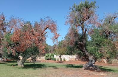 Sentinelle rurali contro la Xylella: è la proposta delle associazioni agricole