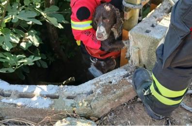 Brindisi, cane cade in un pozzo profondo 7 metri: salvato dai vigili del fuoco
