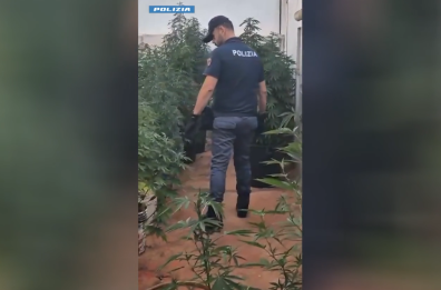 Taurisano, pianta 54 piante di marijuana nel giardino di casa: arrestato 47enne