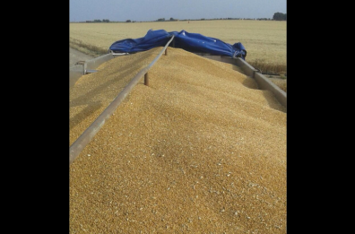 Quotazioni del grano al ribasso: l’allarme dei produttori lucani
