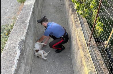 Colobraro, cane da tartufo resta intrappolato in un fossato profondo un metro e mezzo: salvato dai carabinieri