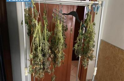 Brindisi, allestisce una serra di marijuana in casa: arrestato 32enne